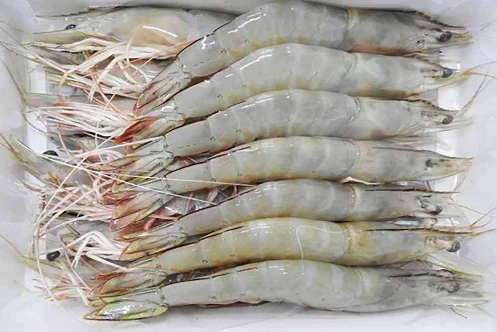 frozen-white-head-on-shrimp-500x500