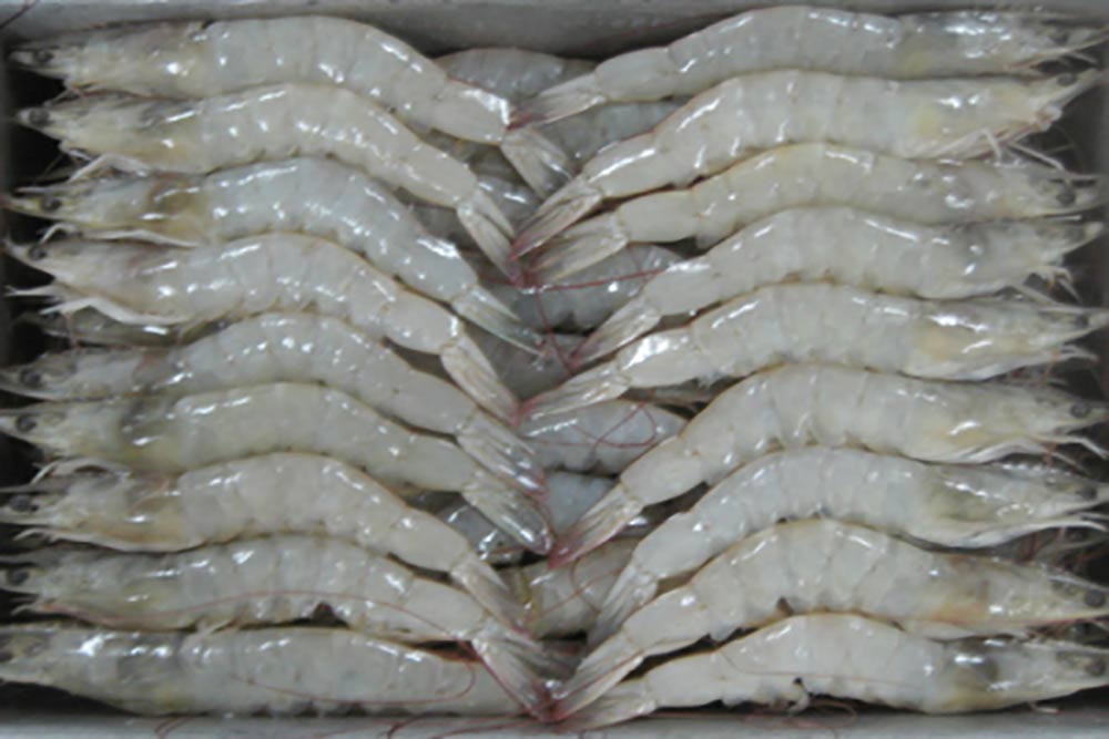 frozen-white-shrimp-hoso-sea-catching_2