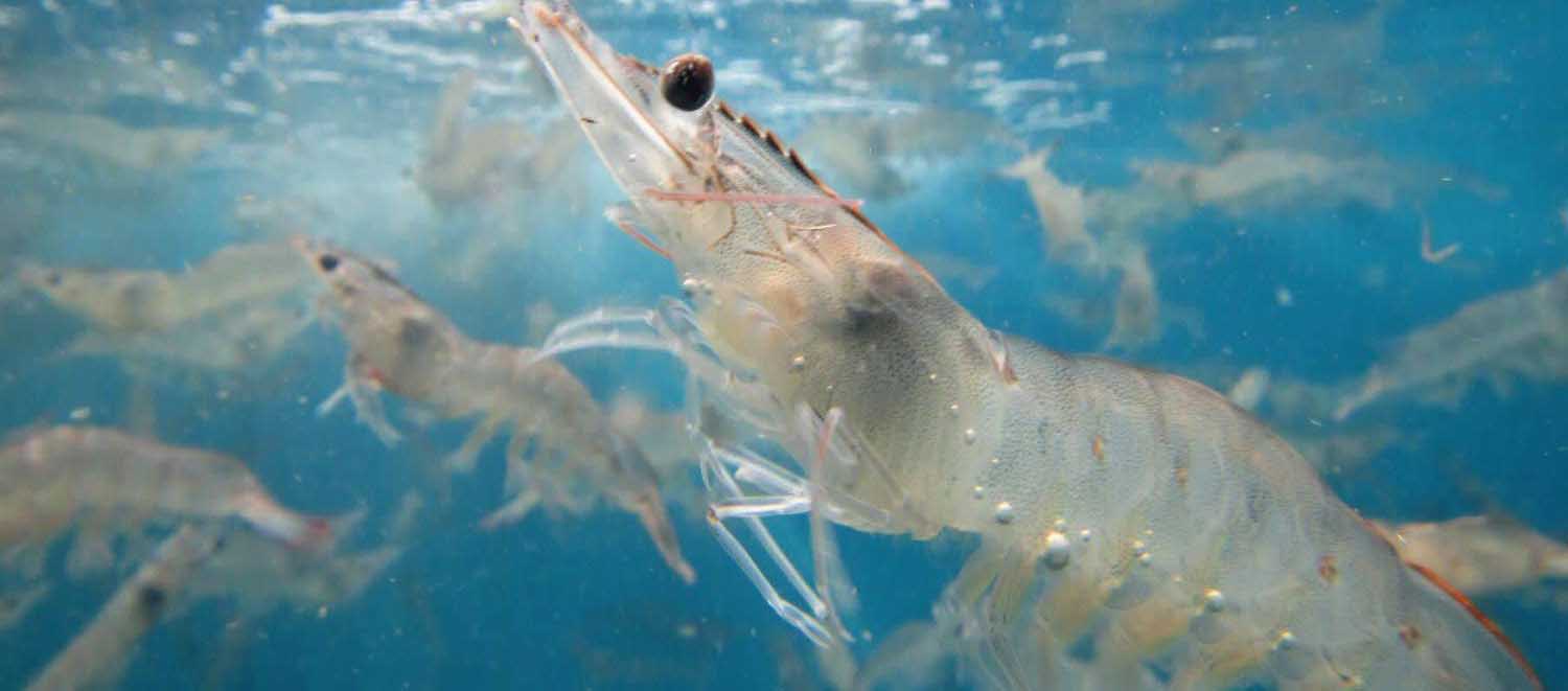 vannamei-shrimp-salinity